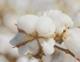 新疆沙雅：棉花生长正常 打顶即将结束