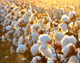 发改委：本次发放棉花进口滑准税配额数量为70万吨
