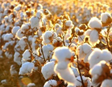 中国棉花周转库存报告(2021年7月) ——纺织企业需求较好 周转库存继续下降