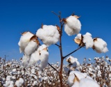 石河子300多万亩棉花迎来采摘旺季